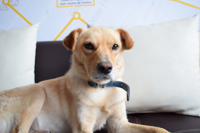 EASY: De perro callejero a community manager
